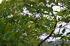 Schrebera swietenioides